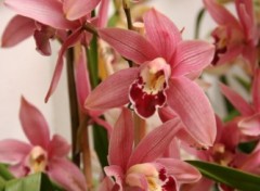 Fonds d'cran Nature Orchide