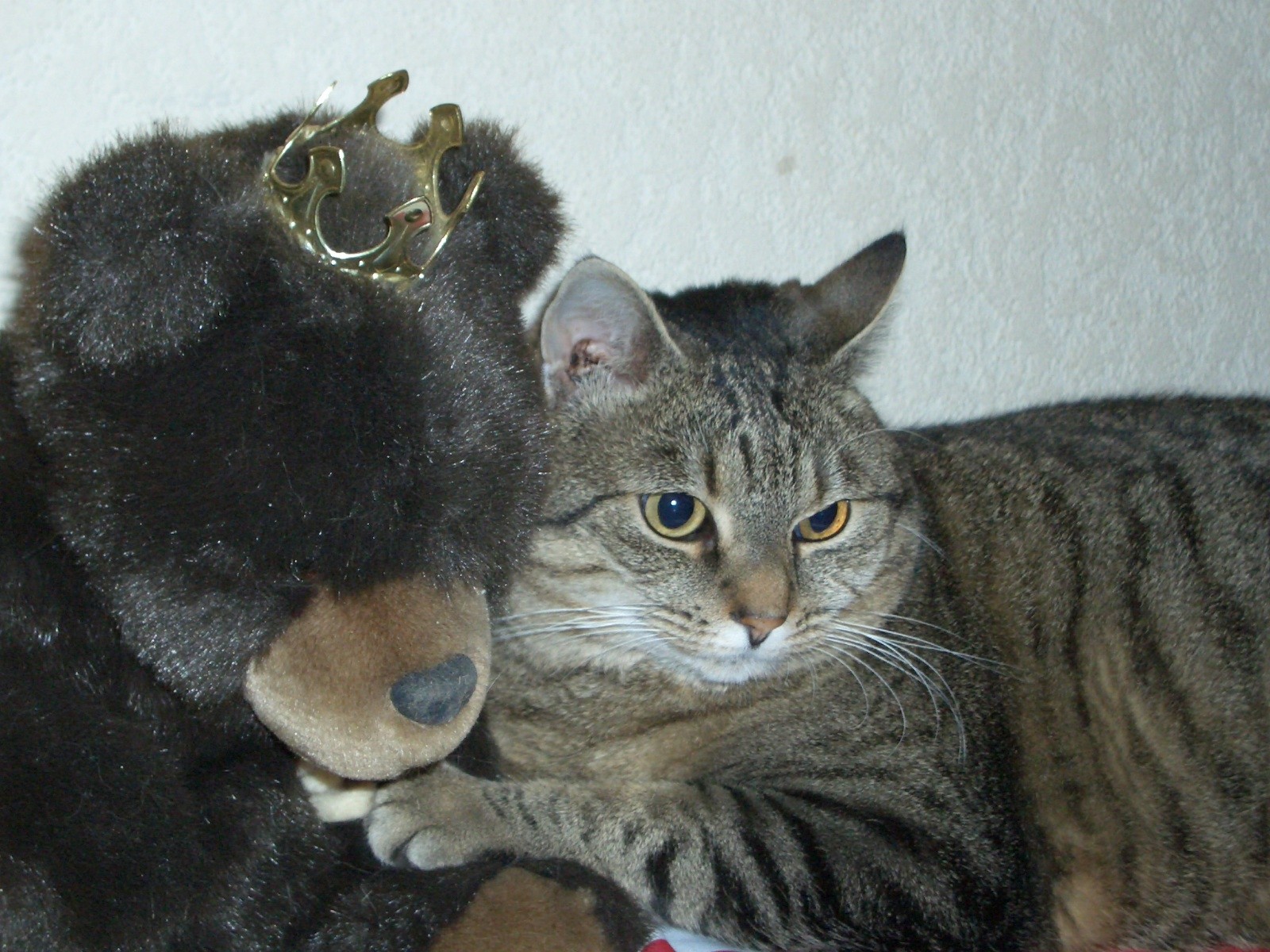 Fonds d'cran Animaux Chats - Chatons Floppy et l'ours de Berlin.