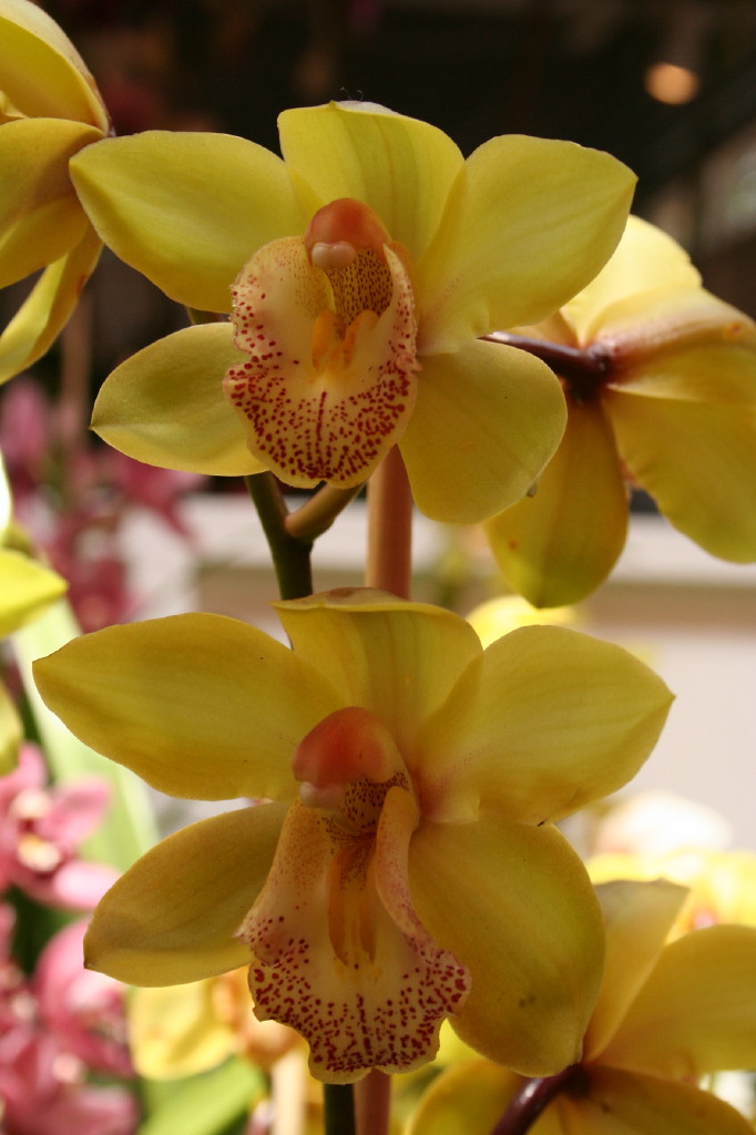 Fonds d'cran Nature Fleurs Orchide