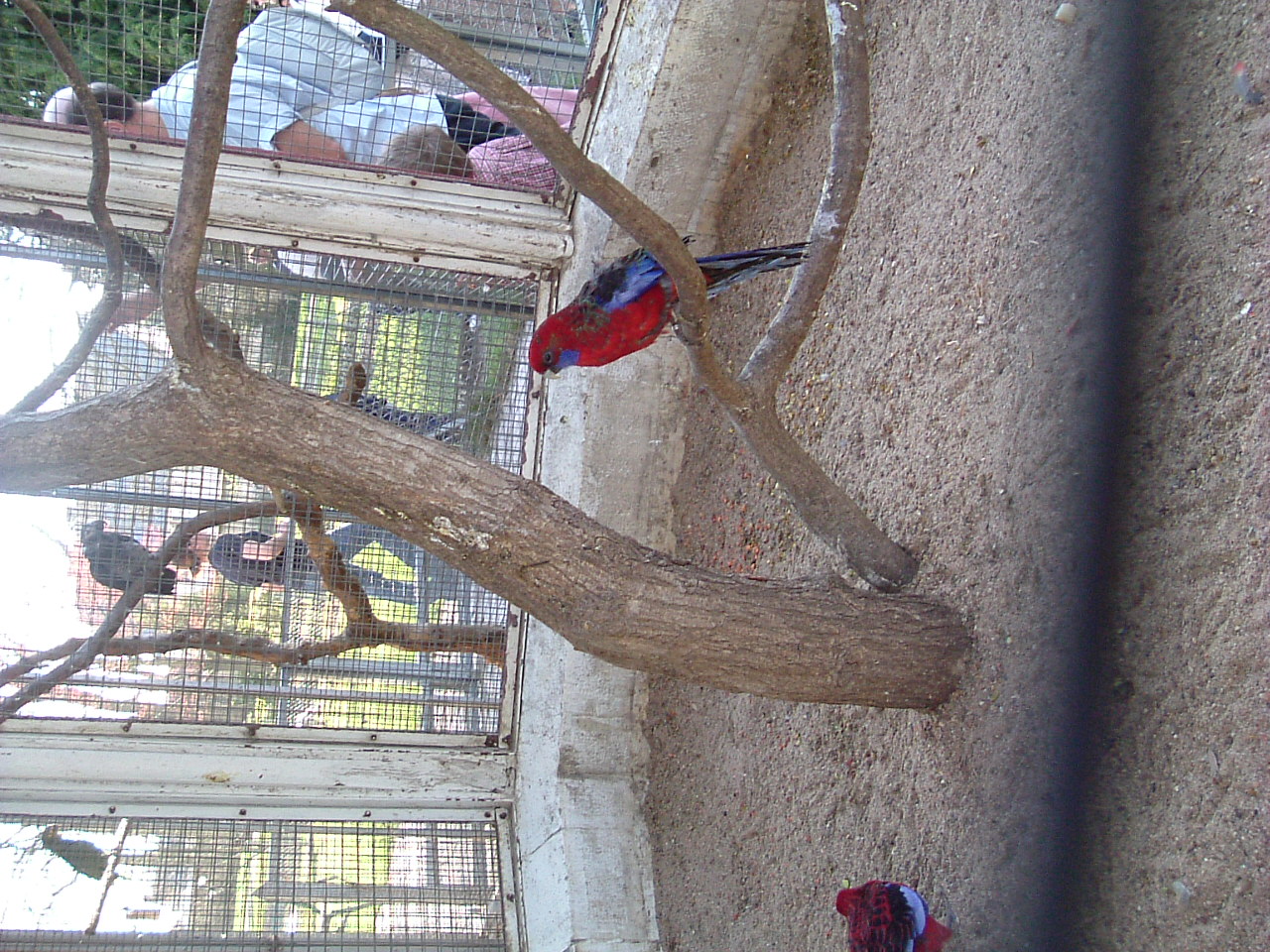 Fonds d'cran Animaux Oiseaux - Perroquets Le Jardin Botanique ...