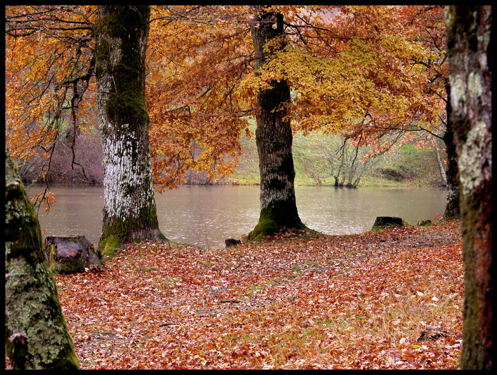 Fonds d'cran Nature Saisons - Automne Sous la pluie...