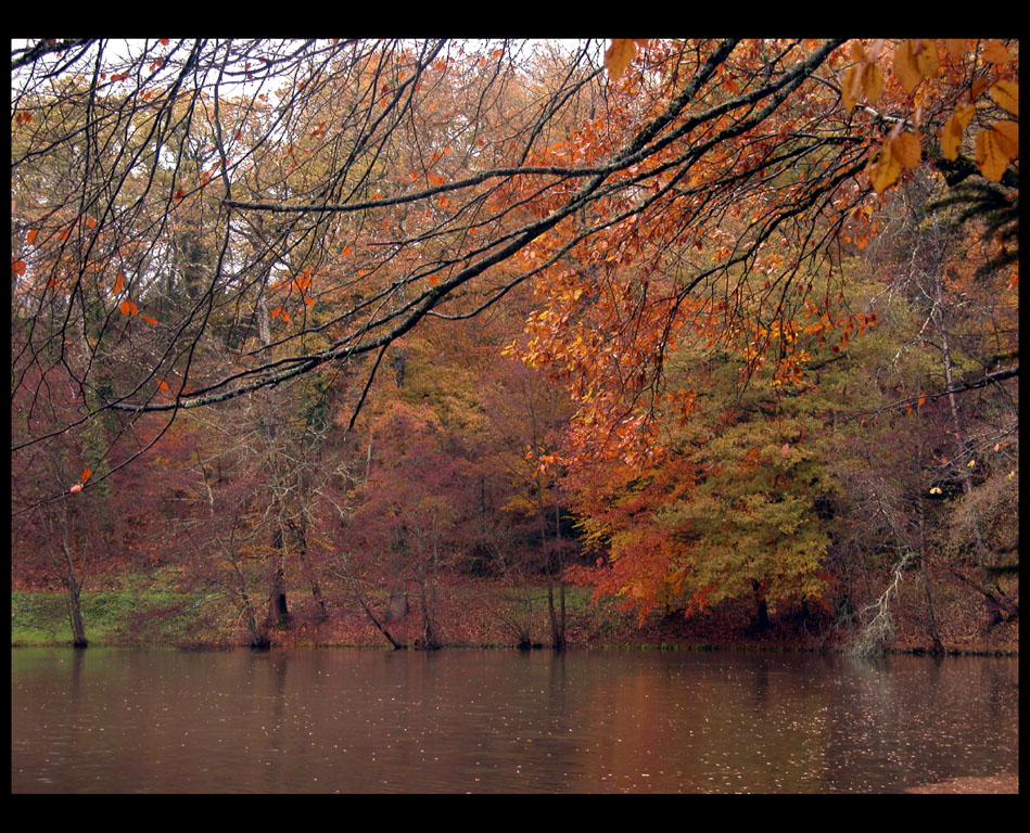 Fonds d'cran Nature Saisons - Automne Sous la pluie (2)...