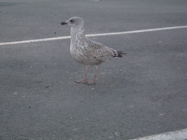 Fonds d'cran Animaux Oiseaux - Canards Cancale