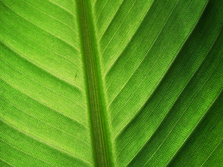 Wallpapers Nature Leaves - Foliage Transparence