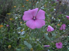 Fonds d'cran Nature Fleur mauve