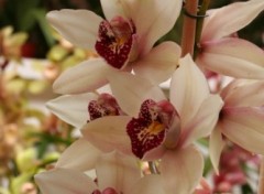 Fonds d'cran Nature Orchide