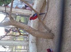 Fonds d'cran Animaux Le Jardin Botanique ...