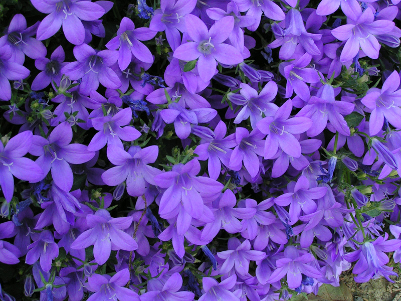 Fonds d'cran Nature Fleurs fleurs