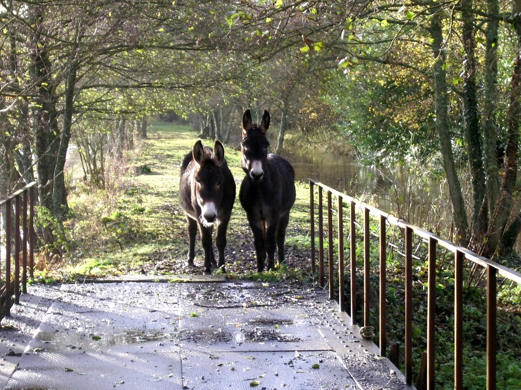 Fonds d'cran Animaux Anes anes