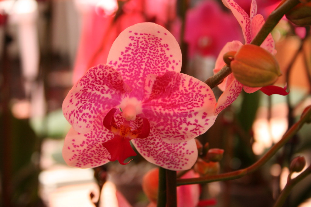 Wallpapers Nature Flowers Orchide