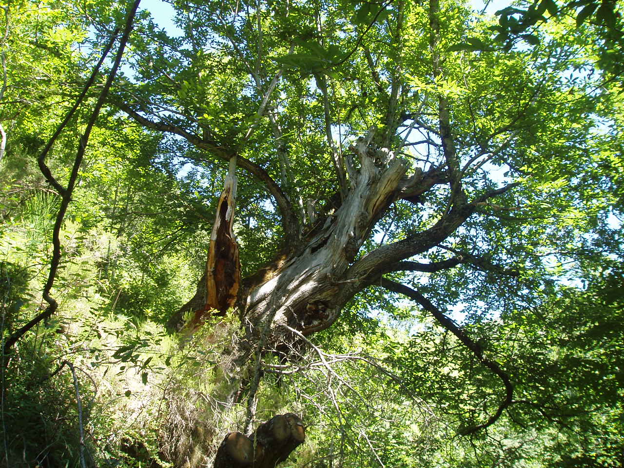 Fonds d'cran Nature Arbres - Forts Villar