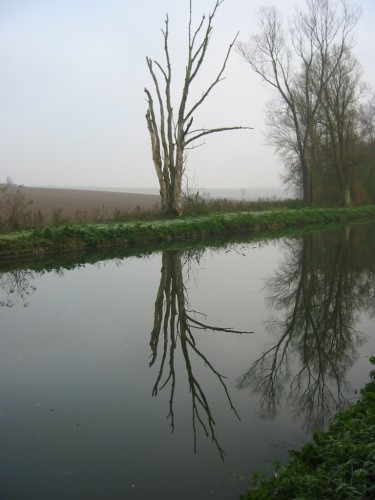 Wallpapers Nature Water - Reflection Reflet d'arbre qui dort