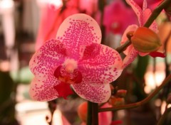 Wallpapers Nature Orchide