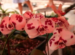 Fonds d'cran Nature Orchide