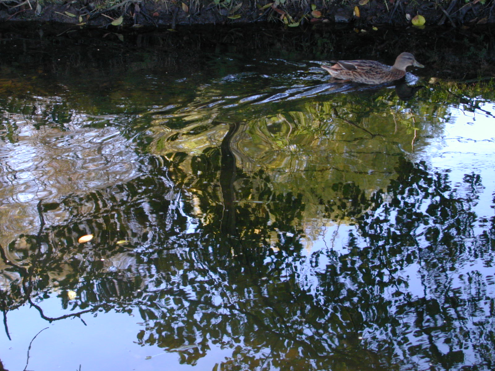 Fonds d'cran Nature Eau - Reflets Reflets