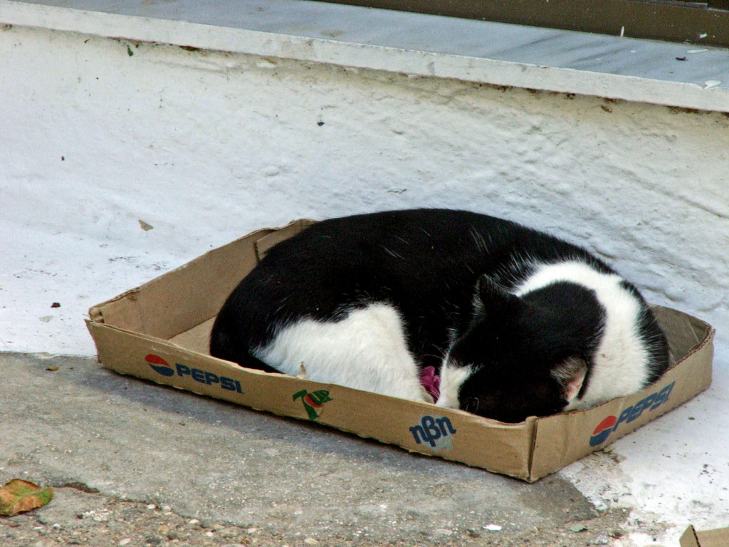 Fonds d'cran Animaux Chats - Chatons Ile de Karpathos (Grce)