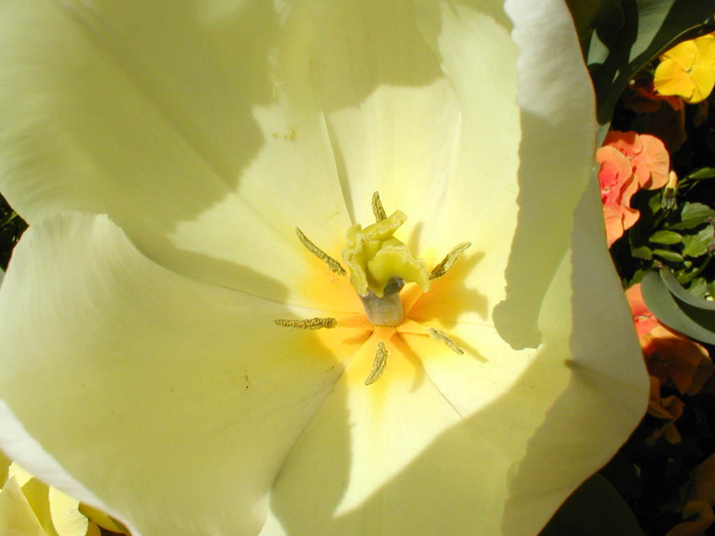 Fonds d'cran Nature Fleurs ...