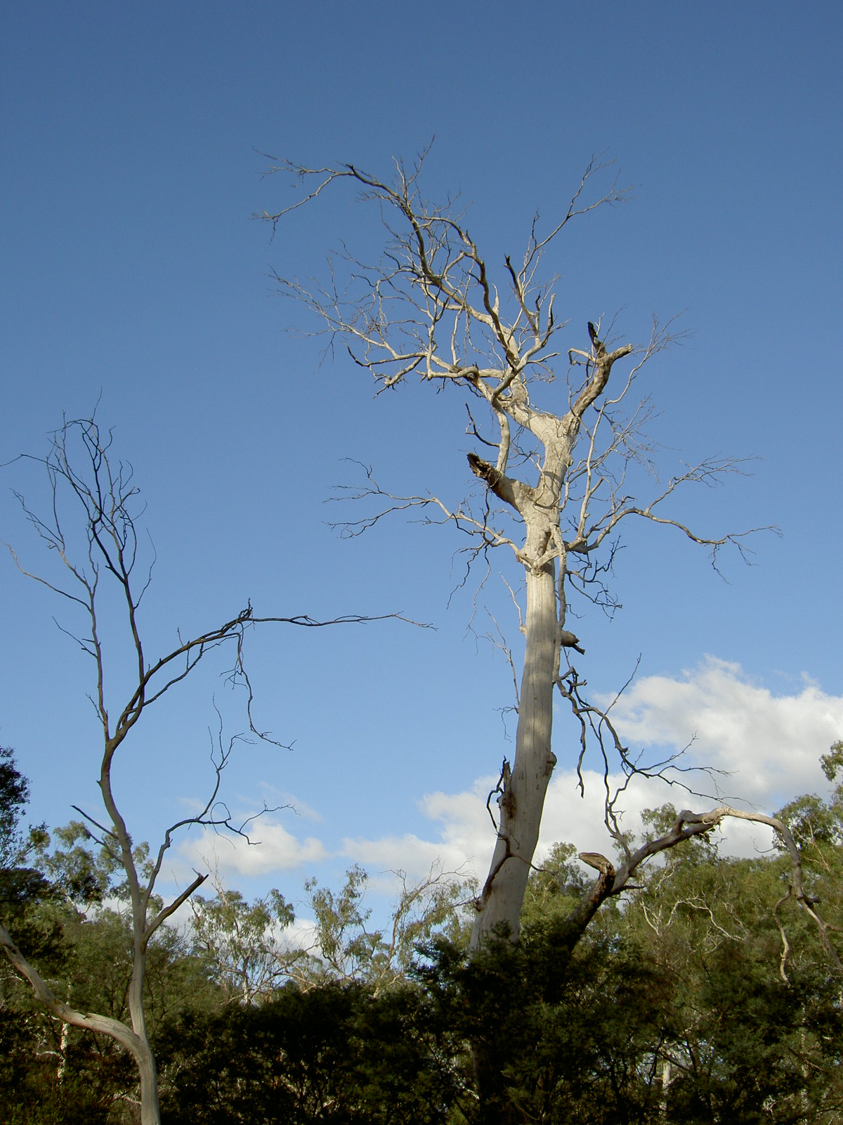 Fonds d'cran Voyages : Ocanie Australie Paysage Australien