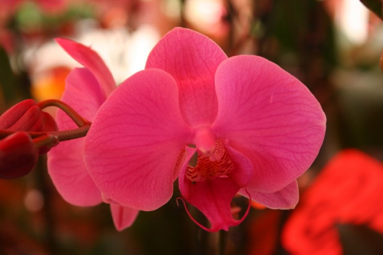 Wallpapers Nature Flowers Orchide