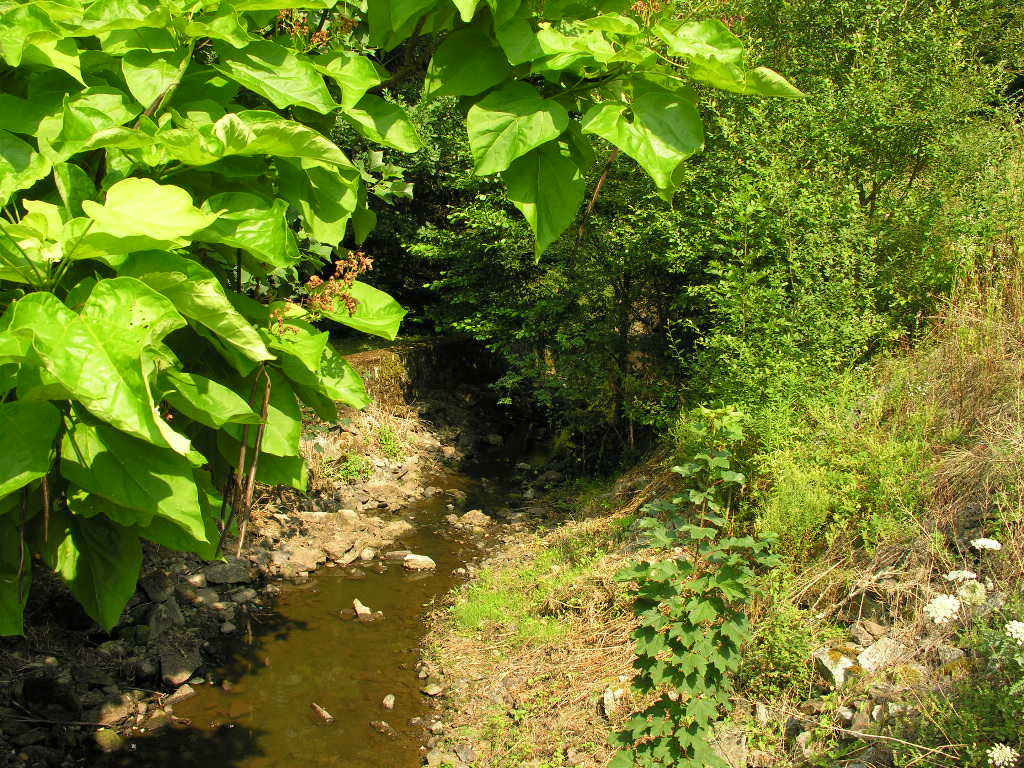 Fonds d'cran Nature Feuilles - Feuillages 