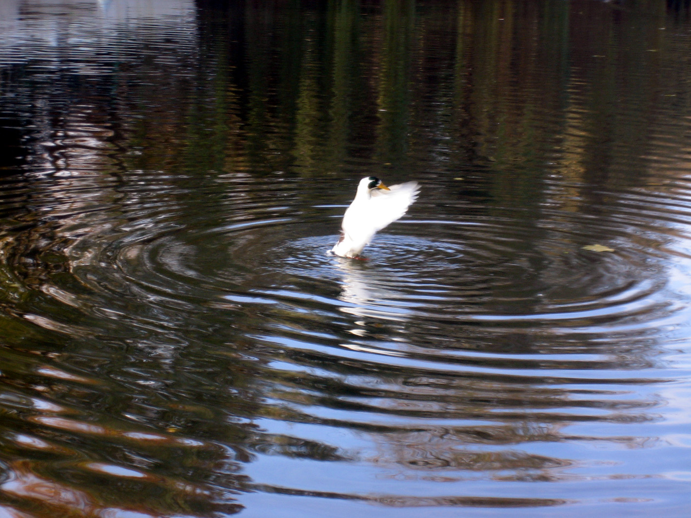 Fonds d'cran Animaux Oiseaux - Canards Envol de canard pour Talou!!