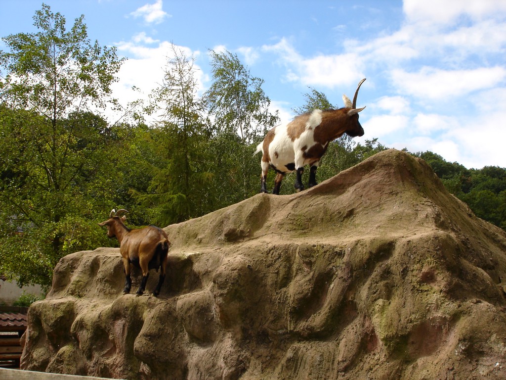 Fonds d'cran Animaux Chvres 