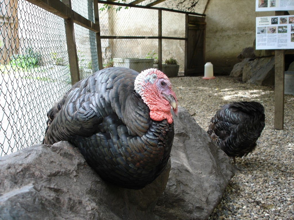 Fonds d'cran Animaux Oiseaux - Dindons 