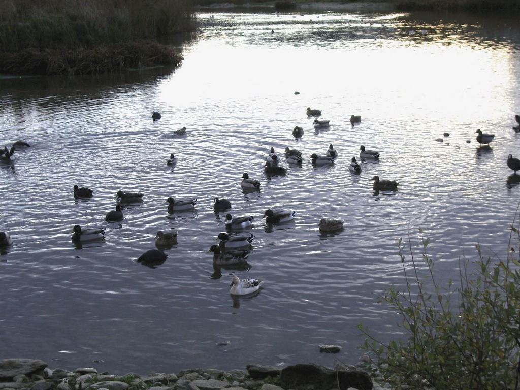 Wallpapers Animals Birds - Ducks canards a la recherche de morceaux de pains