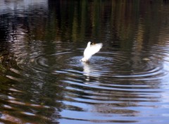 Fonds d'cran Animaux Envol de canard pour Talou!!