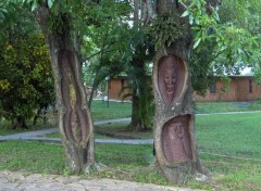Fonds d'cran Nature Cuba, les arbres sculpts ...