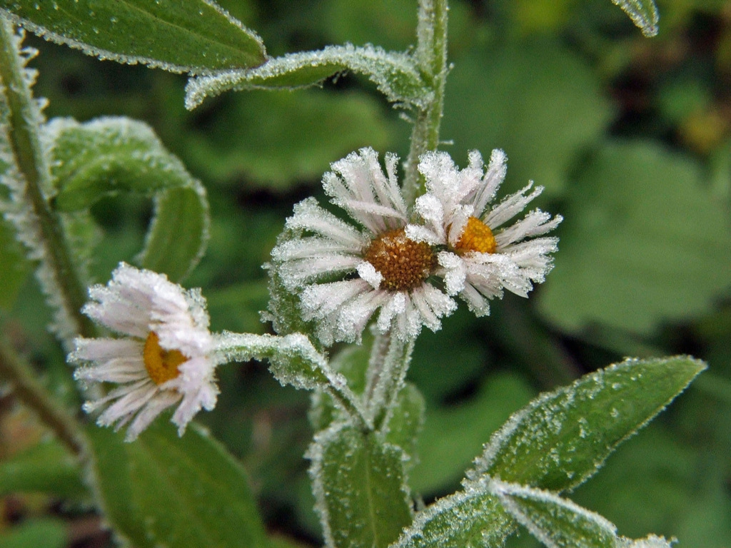 Fonds d'cran Nature Fleurs Saison du givre