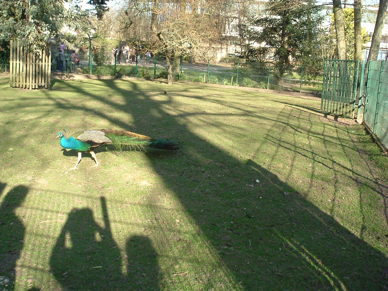 Fonds d'cran Animaux Oiseaux - Paons Jardin botanique de Tours...