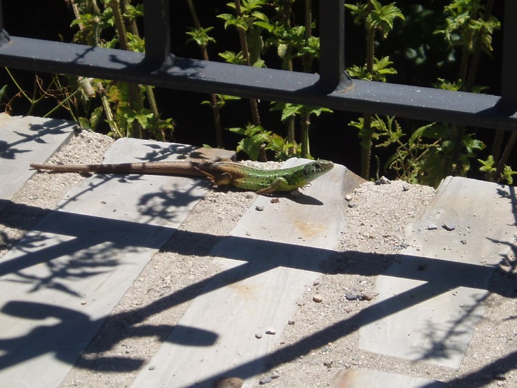 Fonds d'cran Animaux Lzards - Iguanes Drle de bronzage !