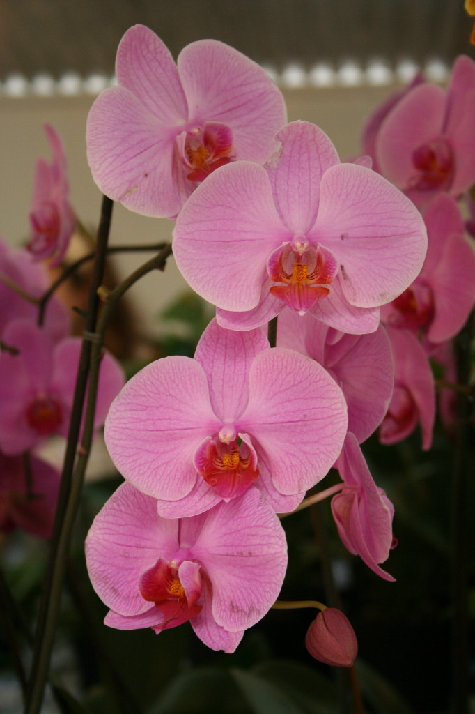 Fonds d'cran Nature Fleurs 