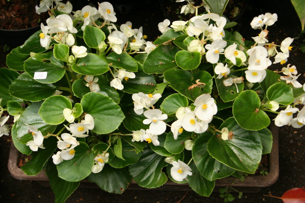 Fonds d'cran Nature Fleurs 