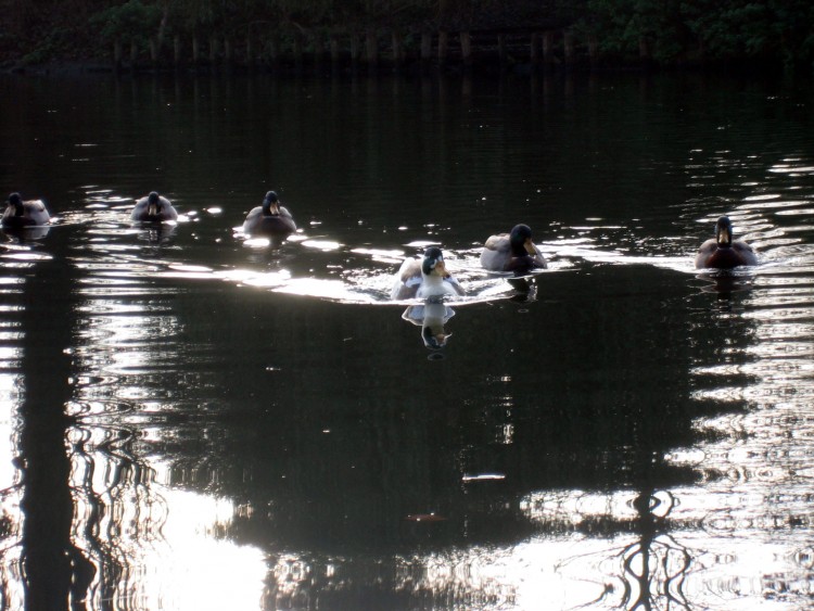 Wallpapers Animals Birds - Ducks Canards sur seine, mon prfr en tte!!