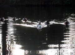 Wallpapers Animals Canards sur seine, mon prfr en tte!!