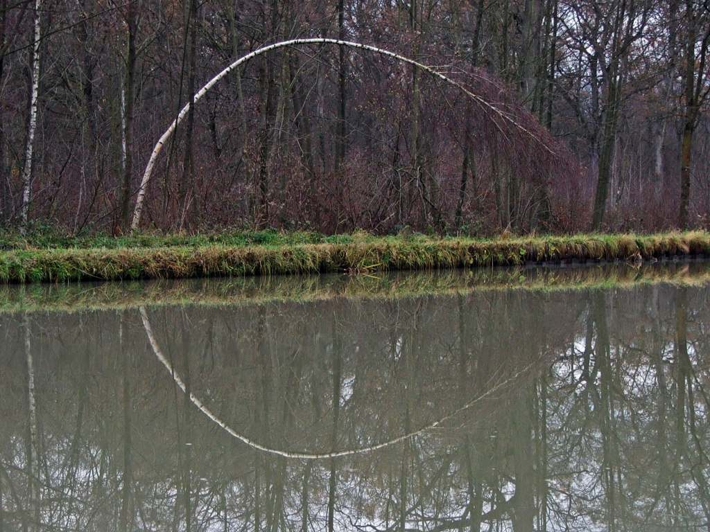 Fonds d'cran Nature Arbres - Forts Je tire ma rvrence !