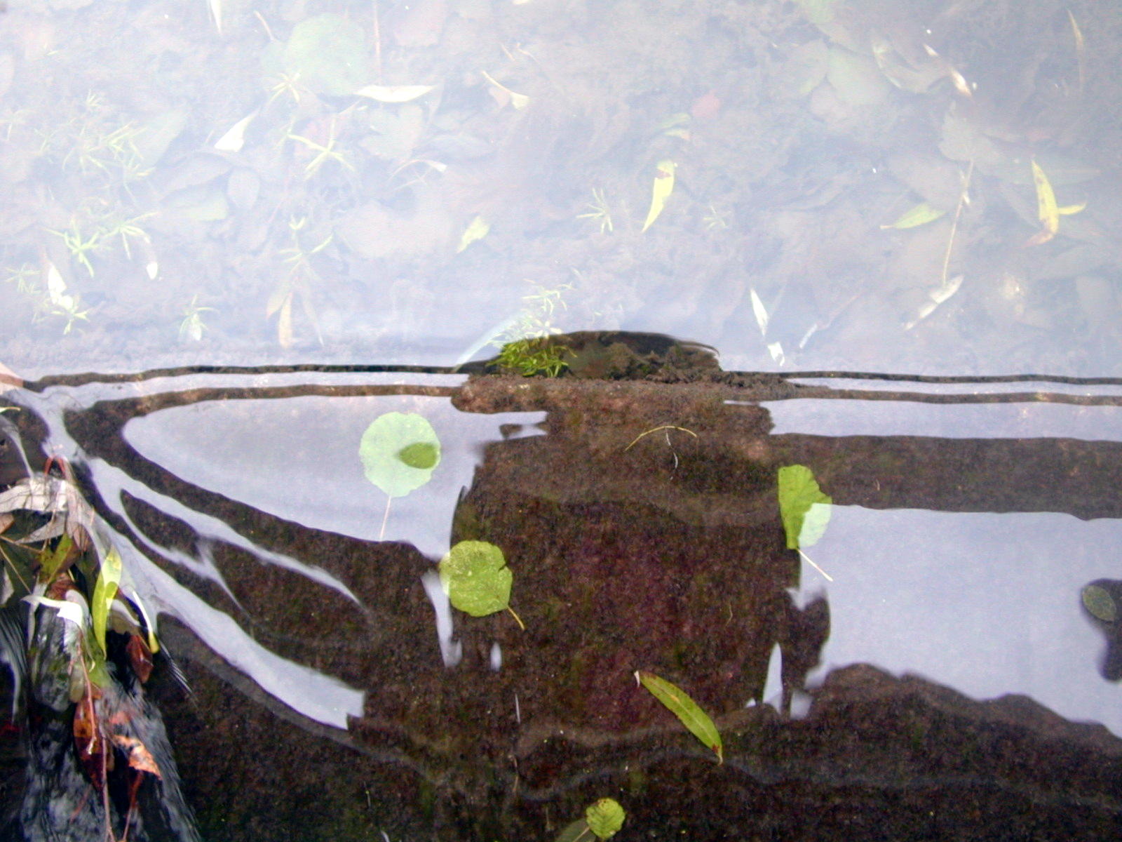 Wallpapers Nature Water - Reflection Reflets