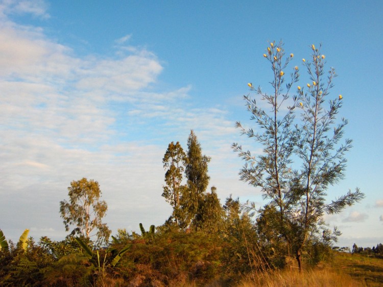 Wallpapers Trips : Africa Madagascar Paysage malgache sur la cte Est, vers les Pangalanes