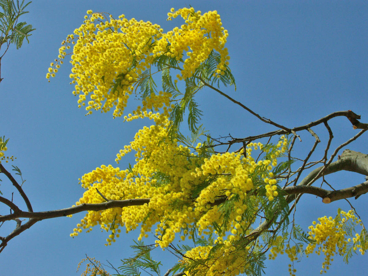 Fonds d'cran Nature Fleurs Fleurs