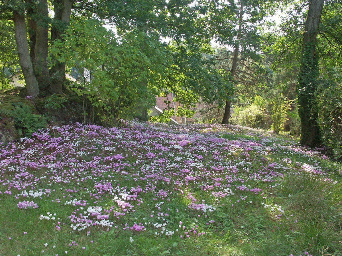 Wallpapers Nature Flowers Fleurs