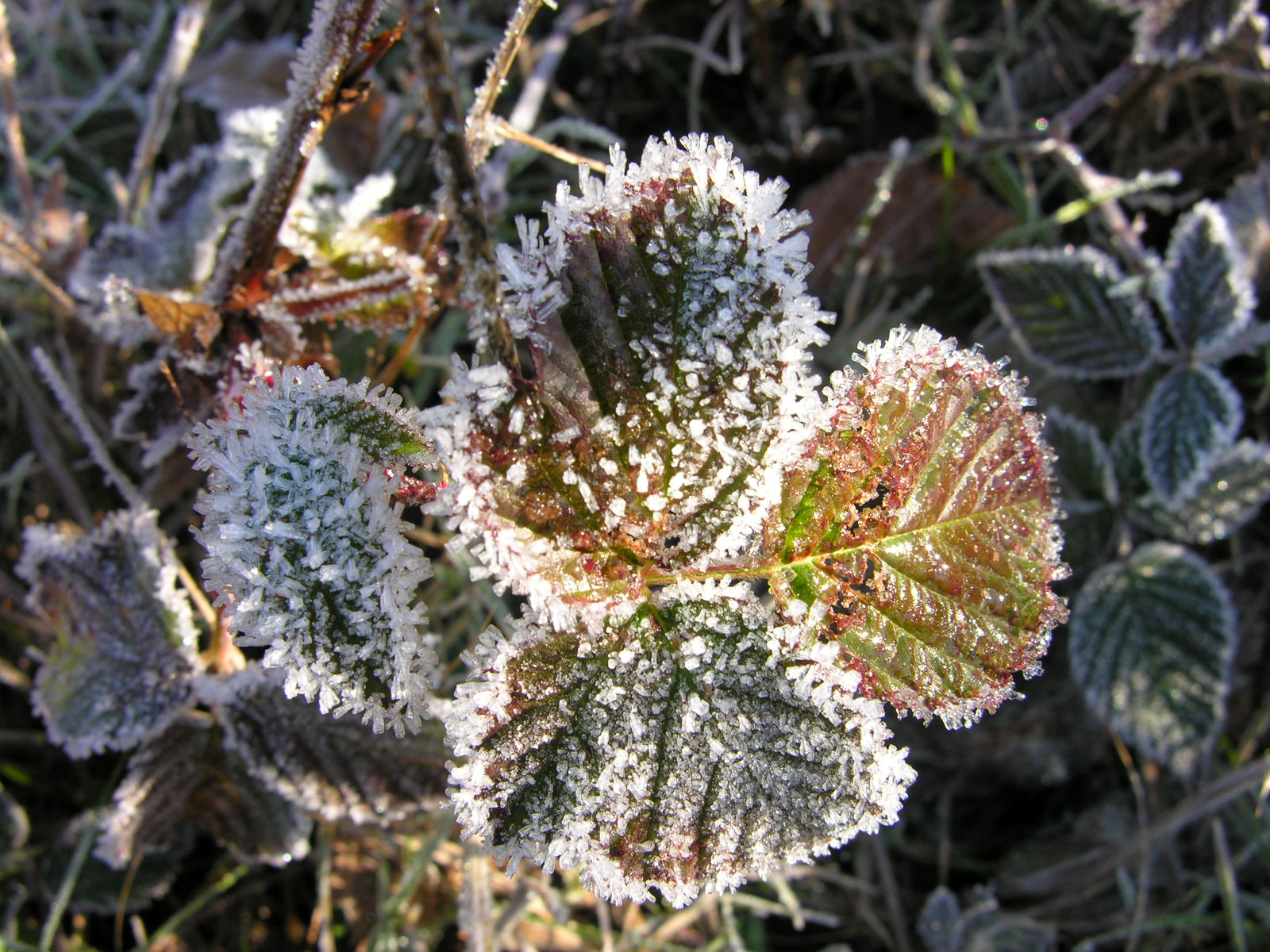 Fonds d'cran Nature Feuilles - Feuillages Parure hivernale