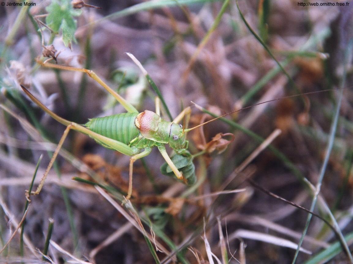 Wallpapers Animals Insects - Grasshoppers and Locusts Sauterelle