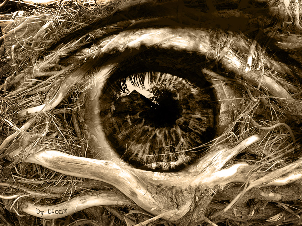 Fonds d'cran Art - Numrique Rves the eye of the forest