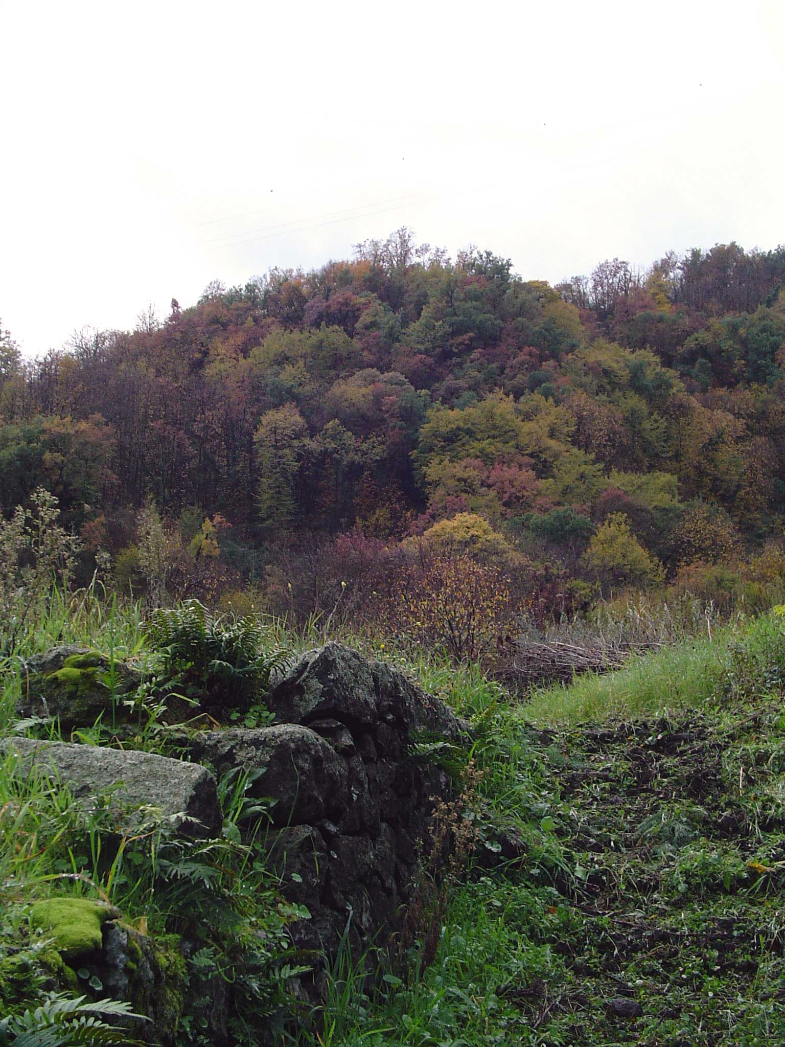 Fonds d'cran Nature Arbres - Forts senza titolo