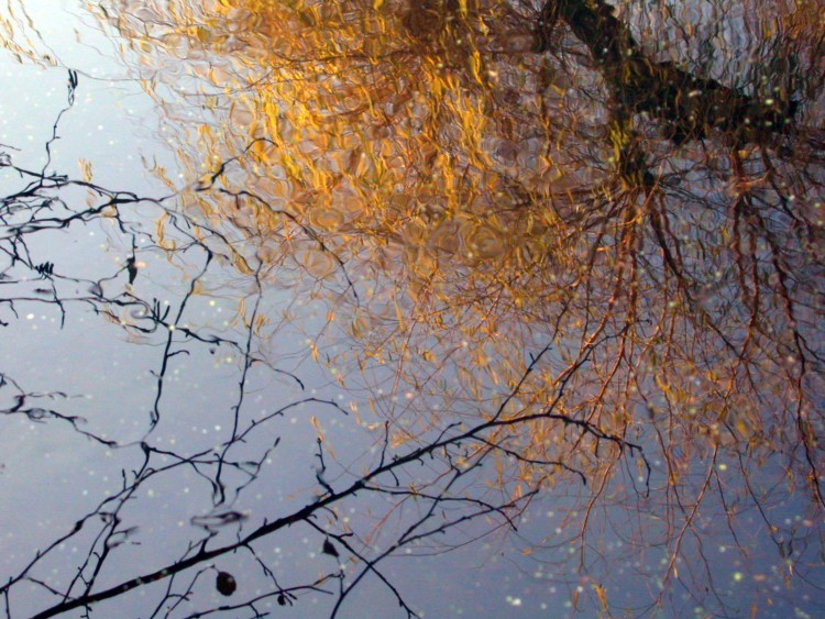 Wallpapers Nature Water - Reflection Reflets