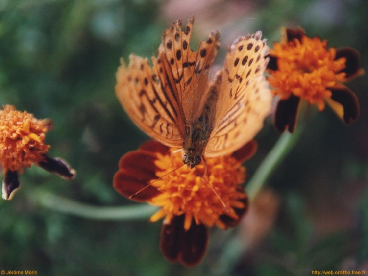 Fonds d'cran Animaux Insectes - Papillons Papillon