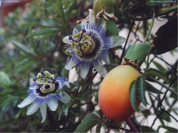 Fonds d'cran Nature Fleurs La passion du Christ