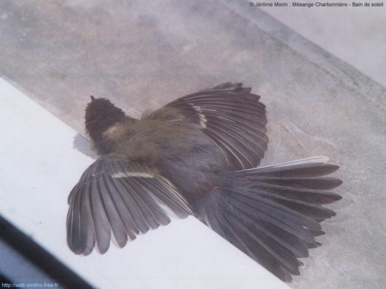 Fonds d'cran Animaux Oiseaux - Msanges Bain de soleil de la msange charbonnire... trs rare.